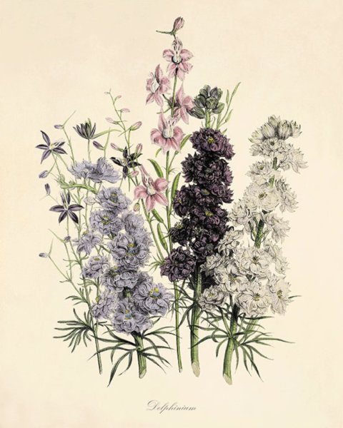 Адольф Миллот - Ботанические иллюстрации