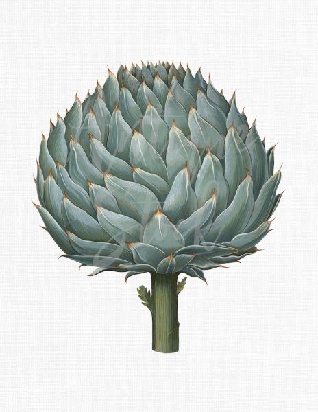 Артишок Ботаническая иллюстрация