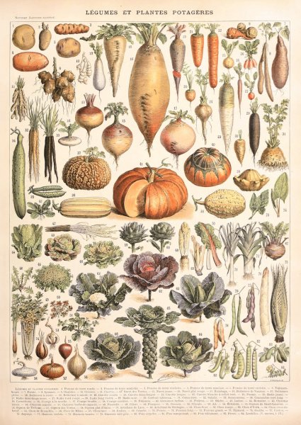 Botanical illustration овощи