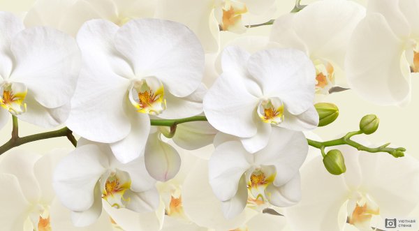 Орхидея белая