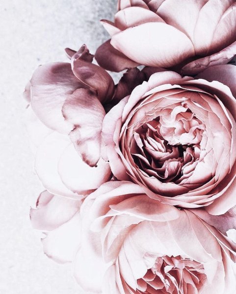 Пудровые пионы