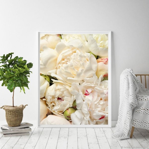 Пионы Фоторама