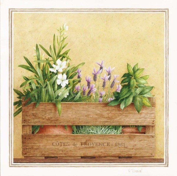 Постеры с травами