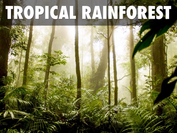 Животные в опасности рисунок