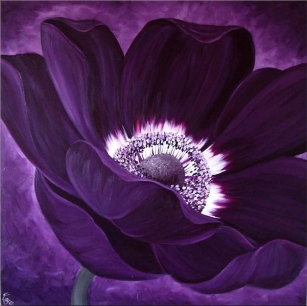 Albert Koetsier рентген цветов