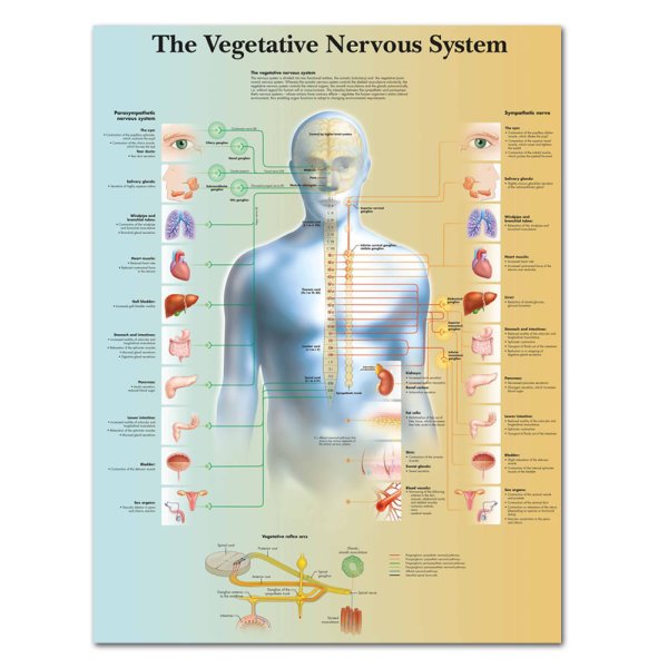 Медицинские плакаты