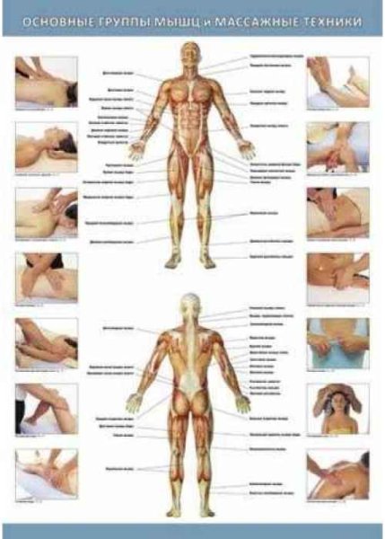 Плакаты для массажного кабинета