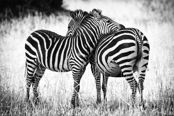 Обои на рабочий стол Жираф