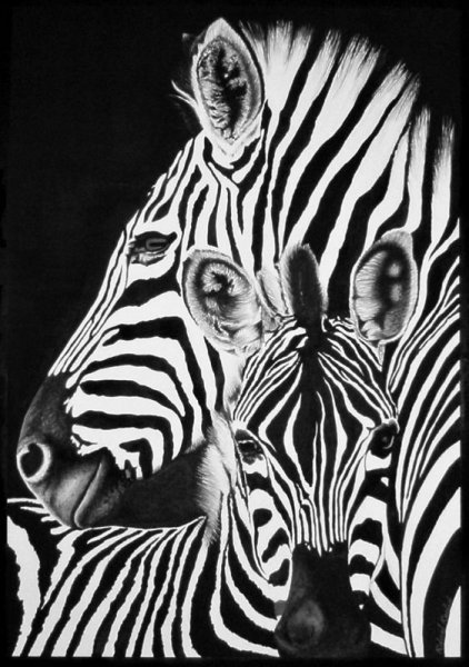 Животные в черно белом цвете