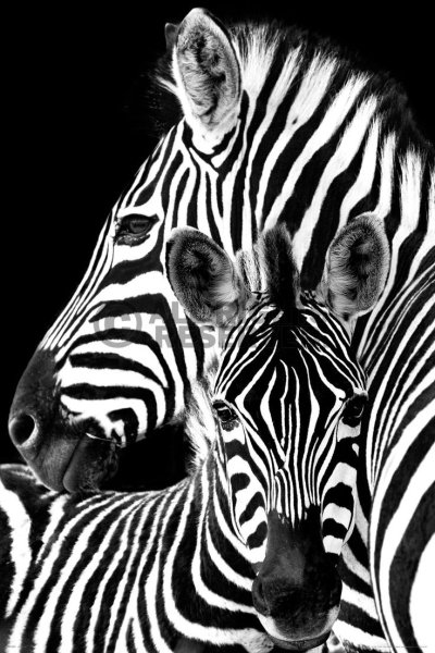 Постер "черно-белое"