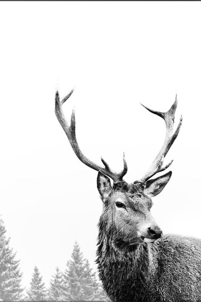 Постер олень