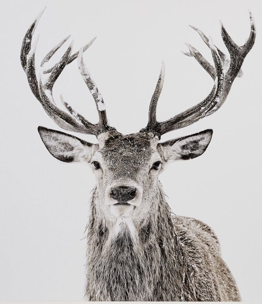 Олень в скандинавском стиле