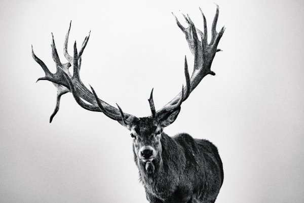 Олень в скандинавском стиле