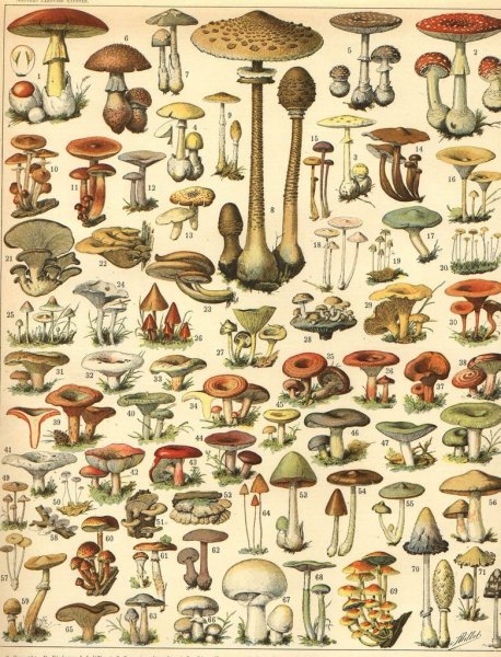 Постеры в стиле Goblincore