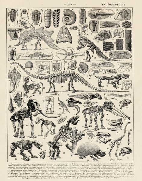 Плакаты Goblincore в хорошем качестве