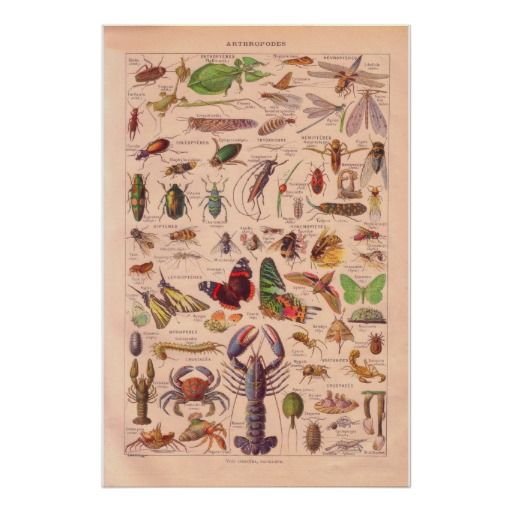 Одежда встиде Гоблин кор