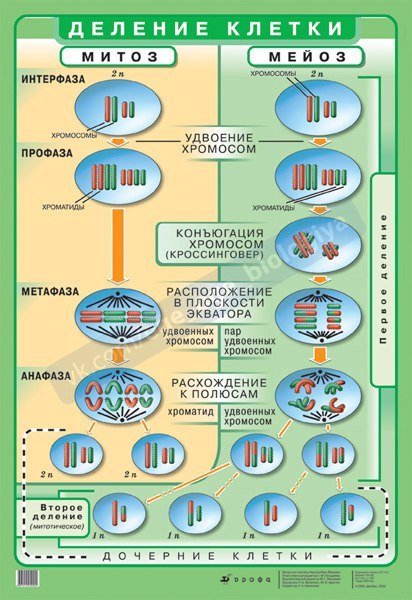 Наглядный материал по биологии
