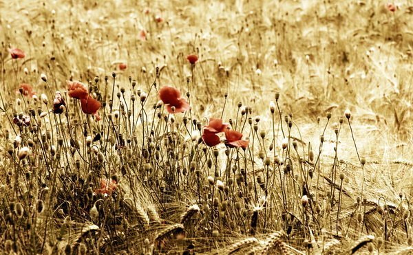 Поле колосья Эстетика