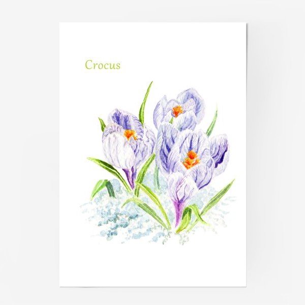 Постер 381 "крокусы" 80х68 см