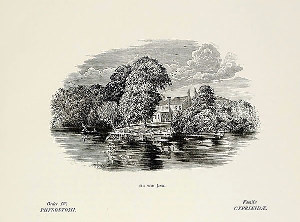 Постеры Гравюры купить