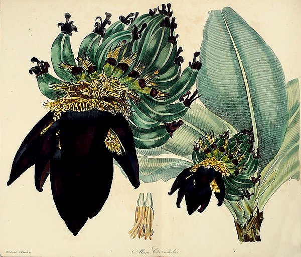 Линогравюра плакат