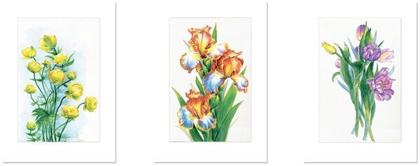 Постеры дариничи по ботанике