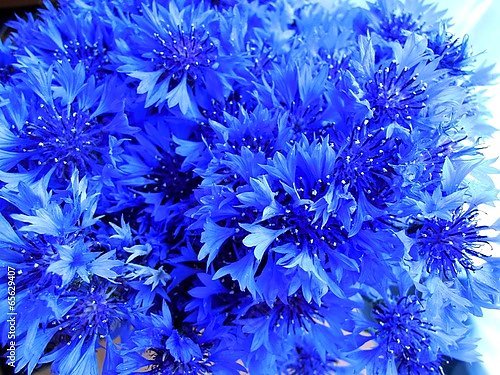 Стилизованные васильки