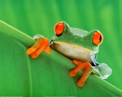 Жаба акварелью