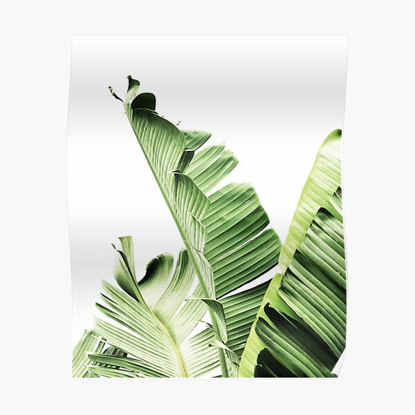 Пальмовые листья акварель