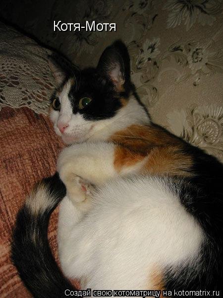 Котя Мотя шоп