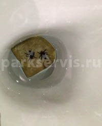 Наклейка муха в унитаз (47 фото)