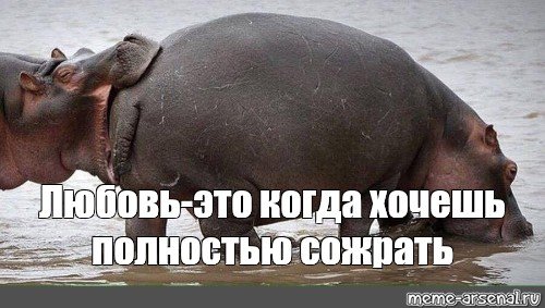 Бегемот кусает бегемота за попу
