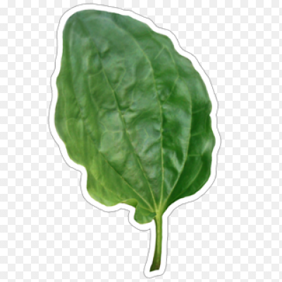 Подорожник с пластырем наклейка авто