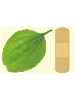 Подорожник на машине