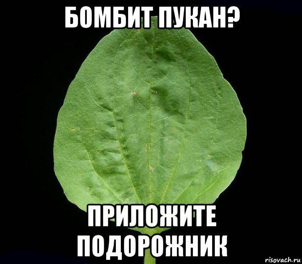 Подорожник на машине