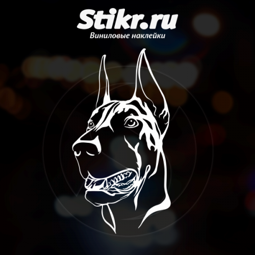 Доберман и BMW