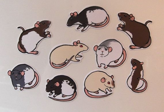 Крыса Минимализм