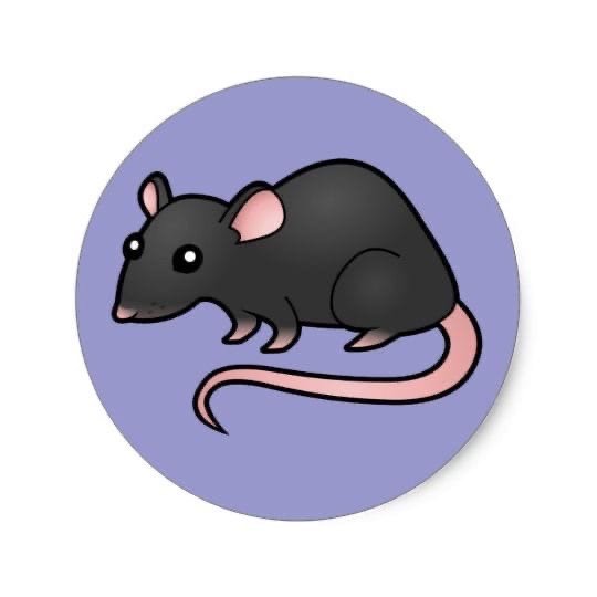 Крыса ангел