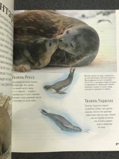 Энциклопедия обитатели морей