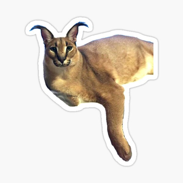 Каракал без фона