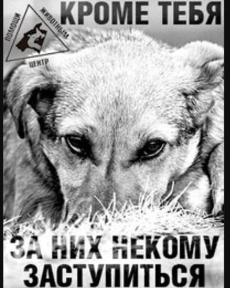 Бездомных животных