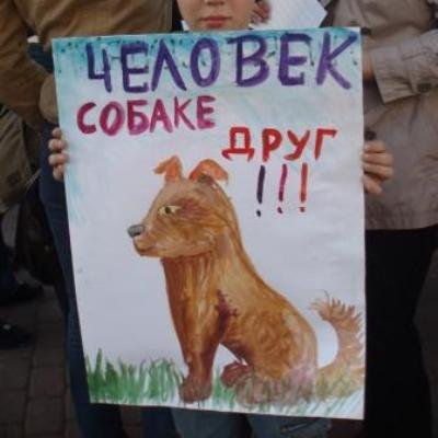 Плакат на тему бездомные животные