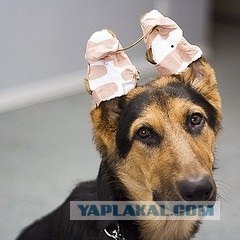 Фиксатор для ушей Йорка