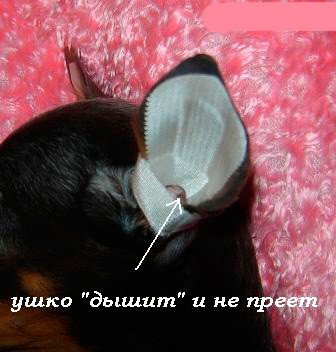 Мопс стандарты породы уши