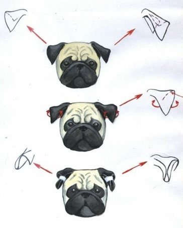 Подклейка ушей той-терьер