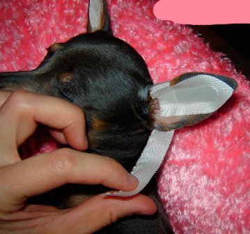 Как почистить уши собаке