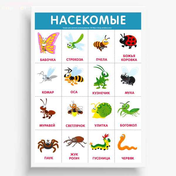 Плакат. Насекомые