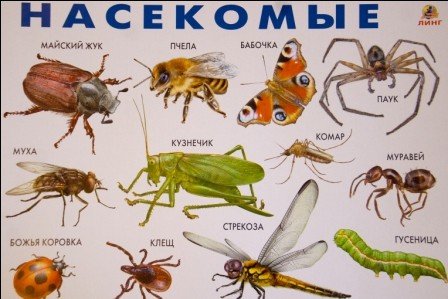 Наглядное пособие насекомые