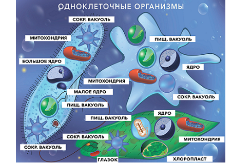 Наглядные пособия по биологии