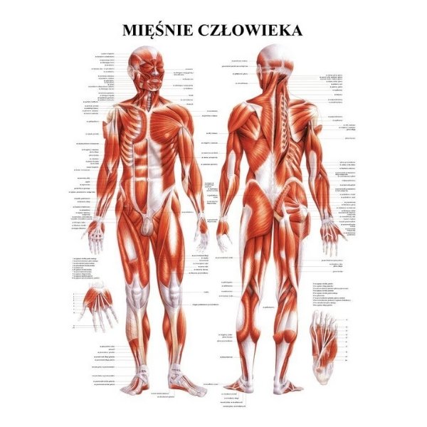 Плакаты по анатомии человека